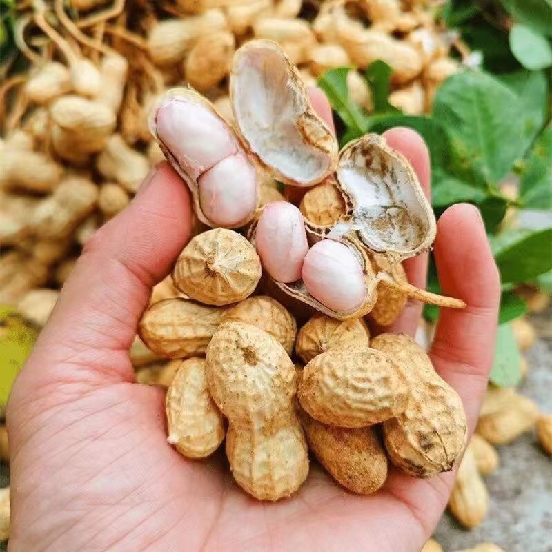 精品鲜花生，货量充足，产地直发，欢迎客商来电咨询