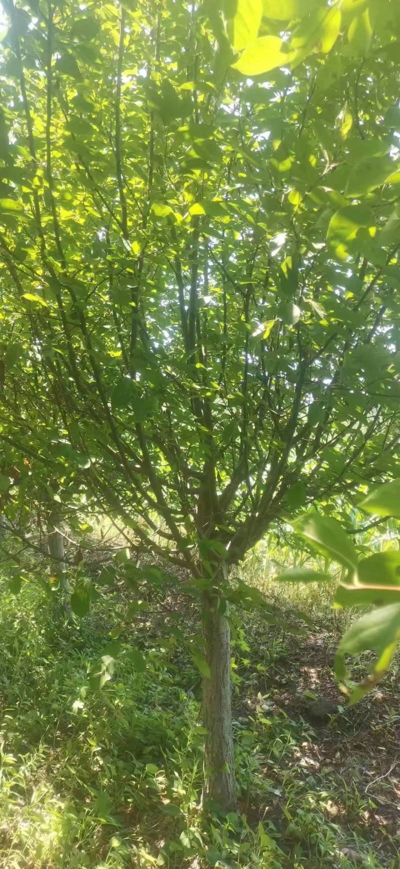 绚丽海棠
