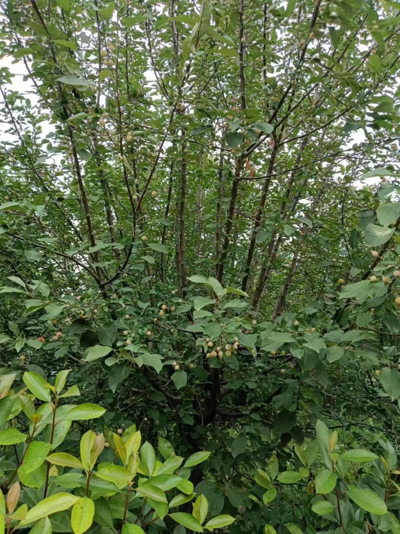 绚丽海棠