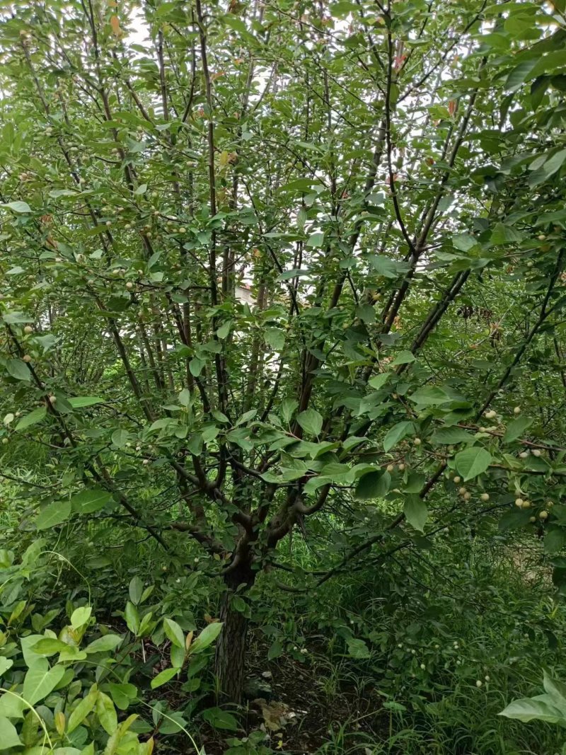 绚丽海棠