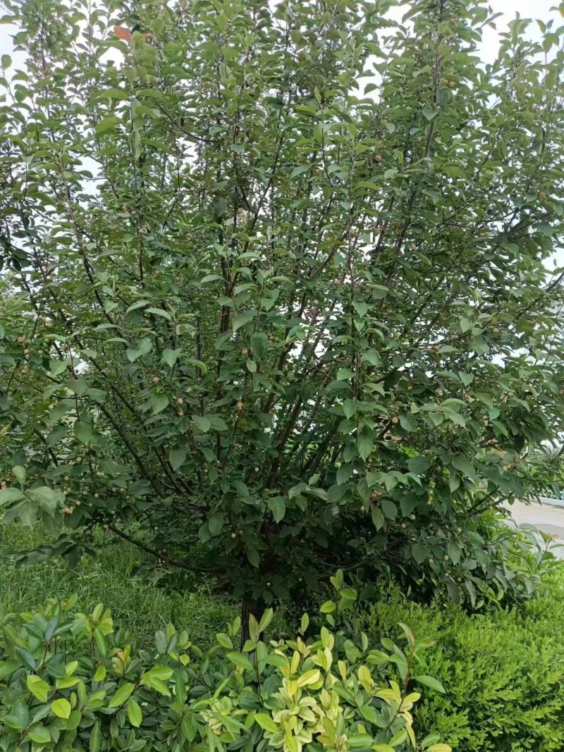 绚丽海棠
