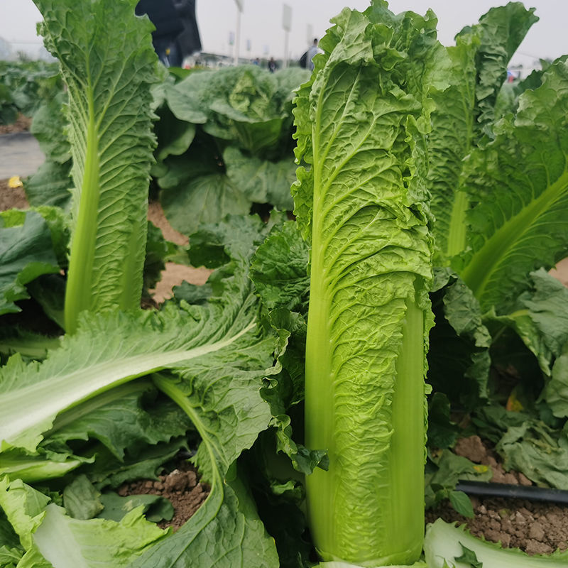 御菜绍菜青麻菜大白菜种子蔬菜优质高产抗病耐贮商品性佳秋季