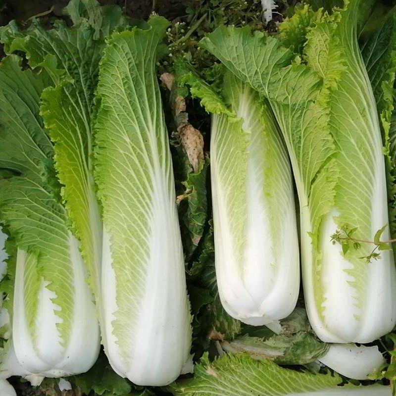 御菜绍菜青麻菜大白菜种子蔬菜优质高产抗病耐贮商品性佳秋季