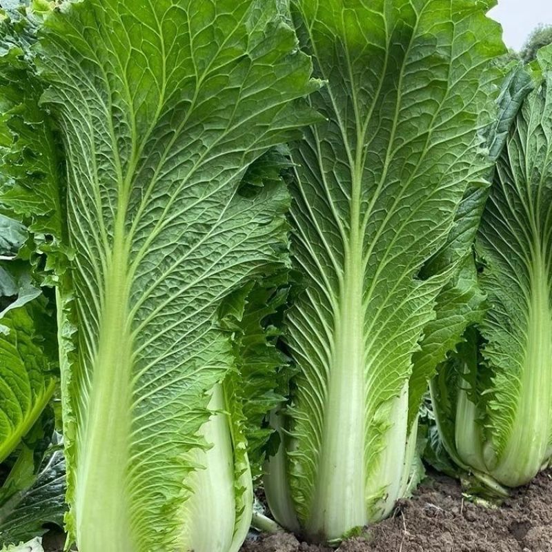 御菜绍菜青麻菜大白菜种子蔬菜优质高产抗病耐贮商品性佳秋季
