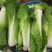 御菜绍菜青麻菜大白菜种子蔬菜优质高产抗病耐贮商品性佳秋季