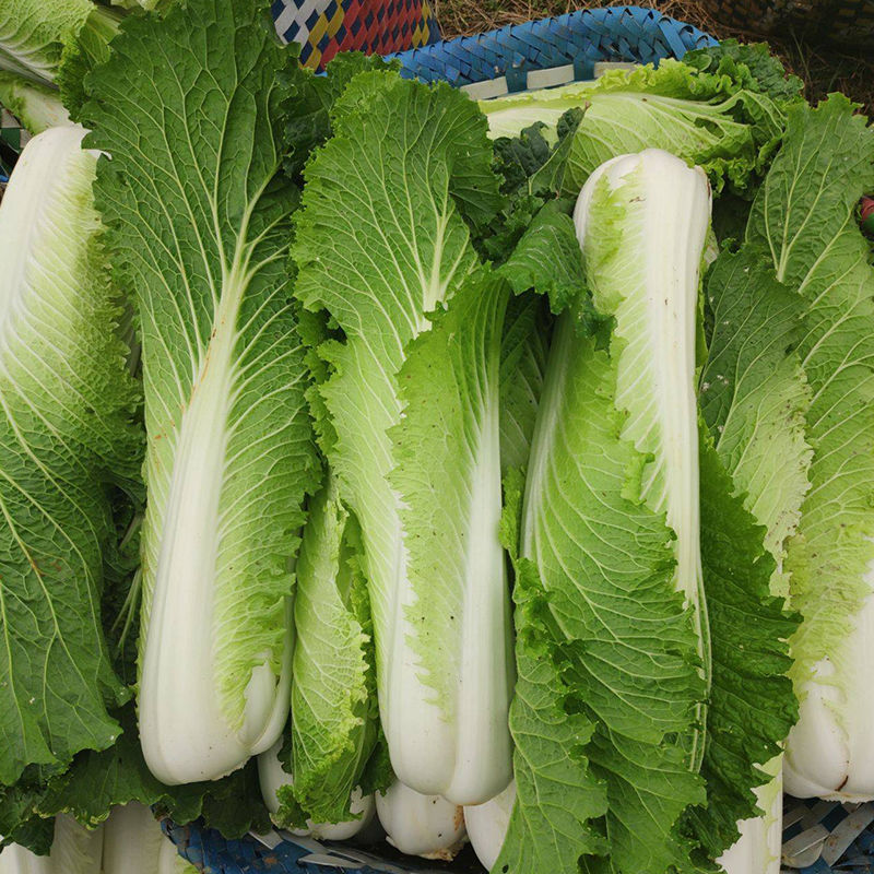 御菜绍菜青麻菜大白菜种子蔬菜优质高产抗病耐贮商品性佳秋季