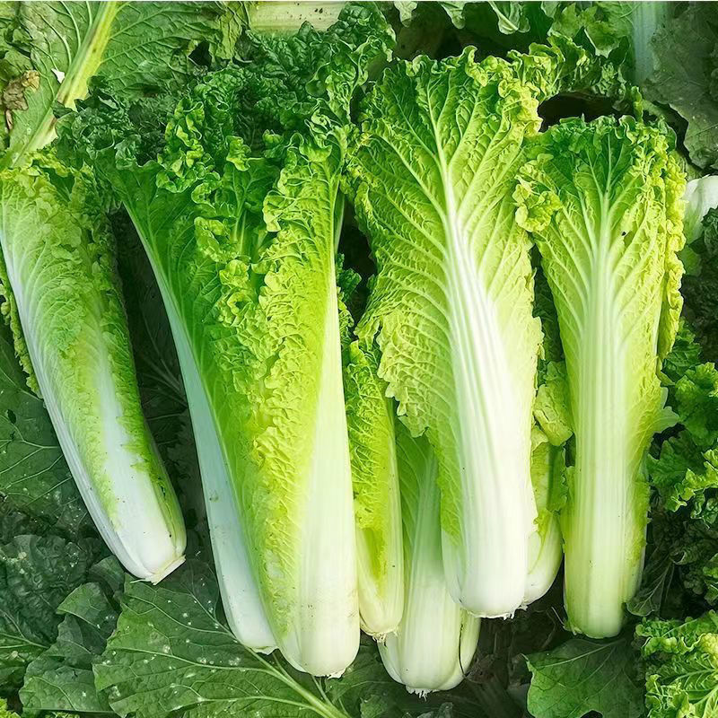 御菜绍菜青麻菜大白菜种子蔬菜优质高产抗病耐贮商品性佳秋季
