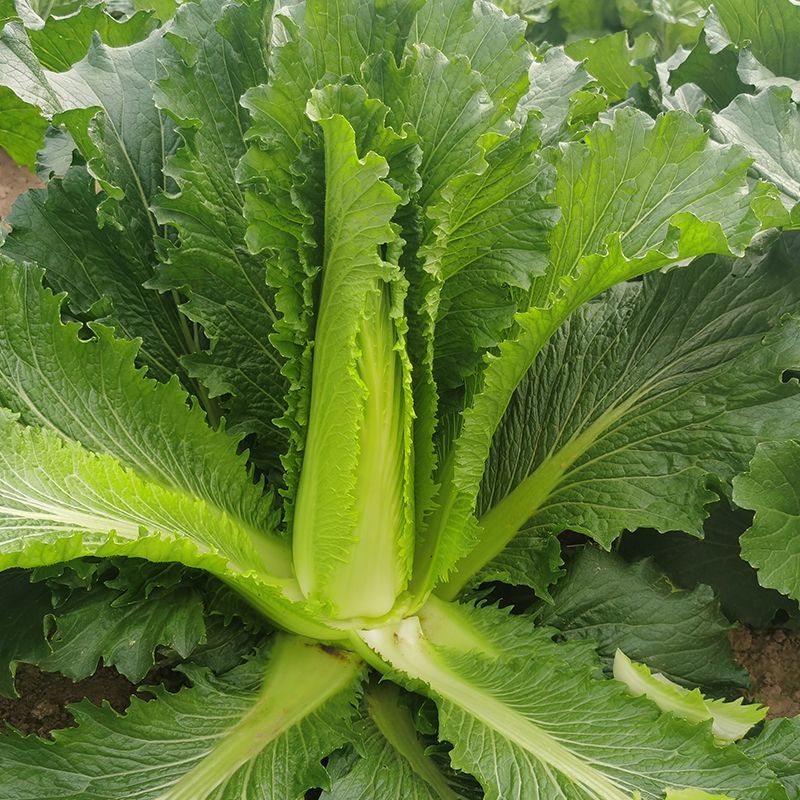 御菜绍菜青麻菜大白菜种子蔬菜优质高产抗病耐贮商品性佳秋季