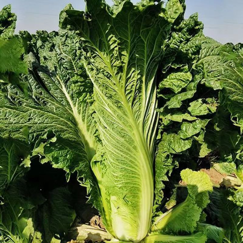 御菜绍菜青麻菜大白菜种子蔬菜优质高产抗病耐贮商品性佳秋季