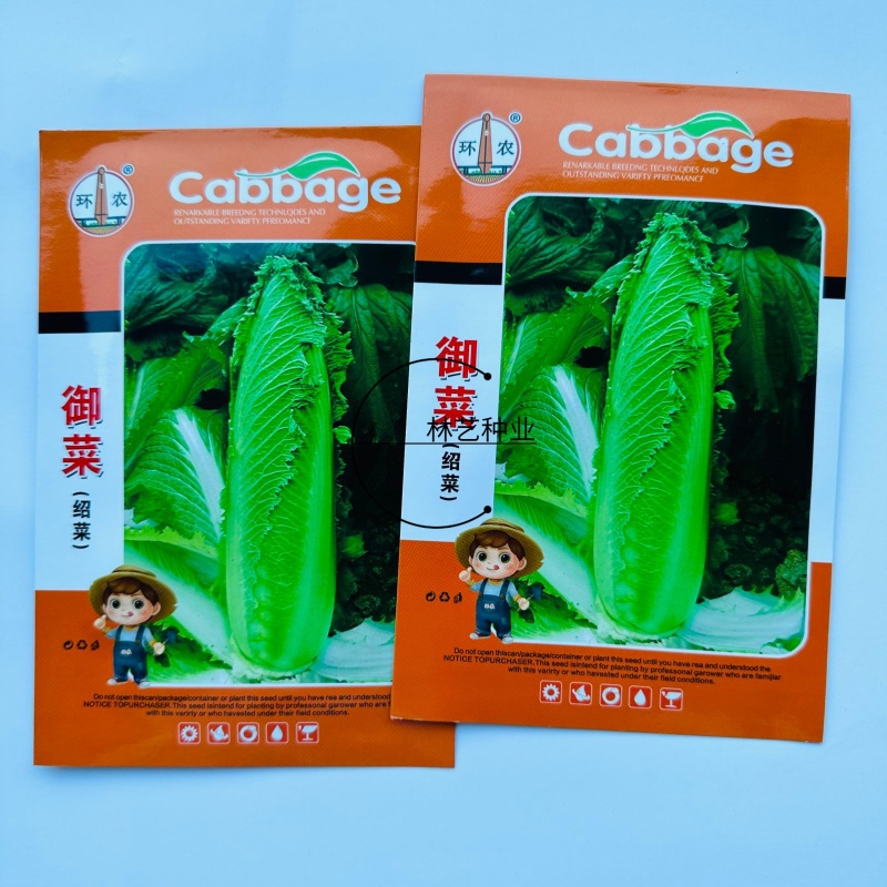 御菜绍菜青麻菜大白菜种子蔬菜优质高产抗病耐贮商品性佳秋季