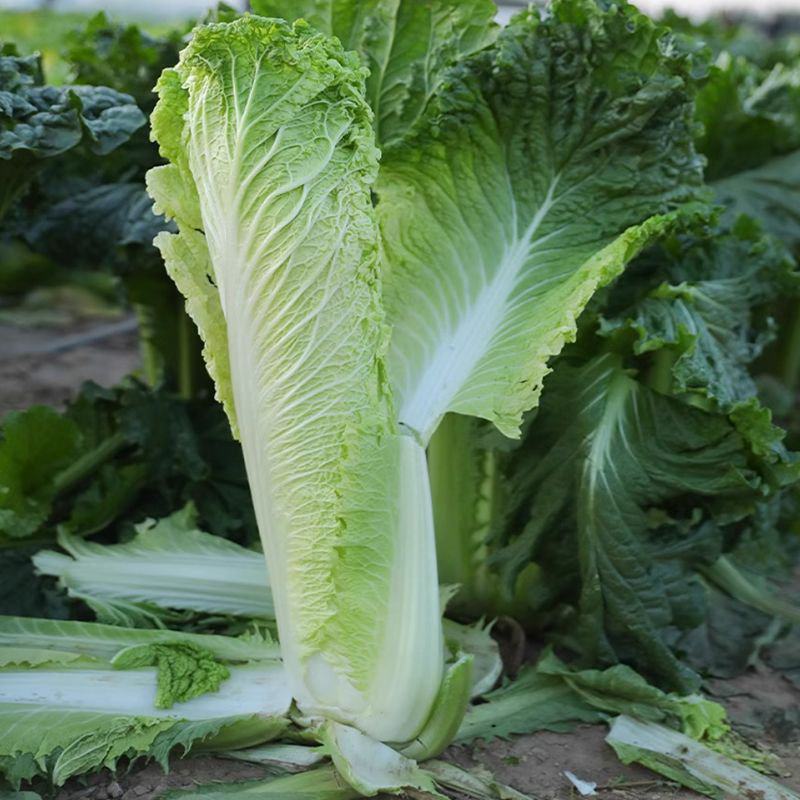 御菜绍菜青麻菜大白菜种子蔬菜优质高产抗病耐贮商品性佳秋季