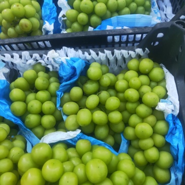 阳光玫瑰