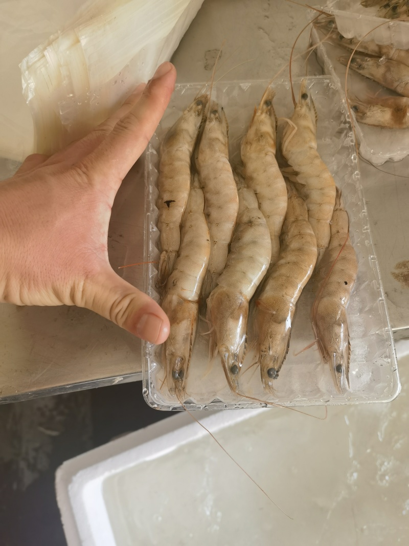 16头对虾批发