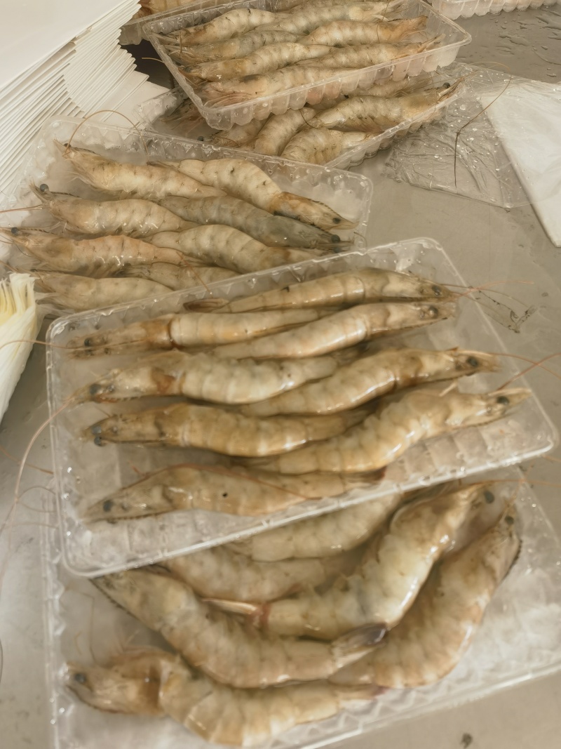 16头对虾批发