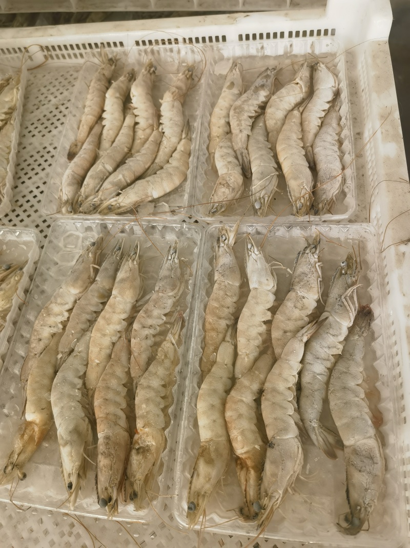 16头对虾批发