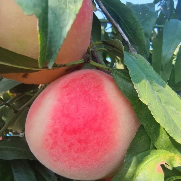 鲜桃
