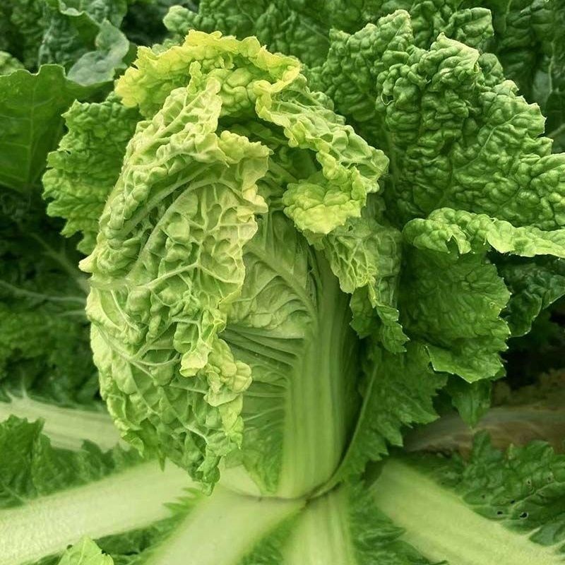 翠绿麻叶菜种子早熟火锅菜白菜种孑无筋皱叶黄心夏秋四季蔬菜