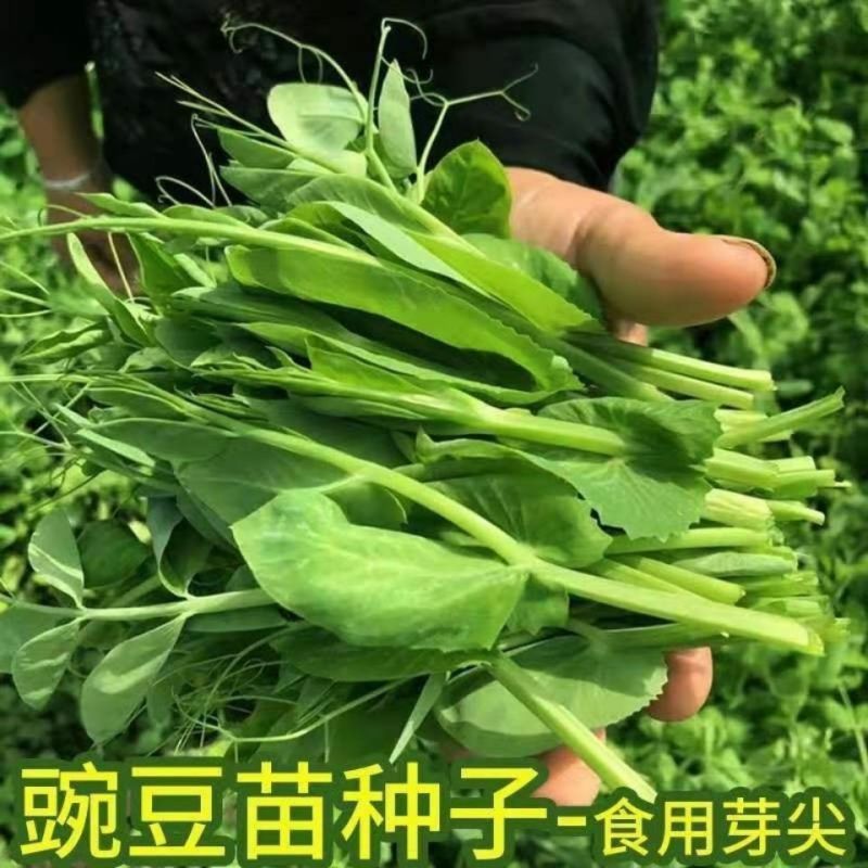 四季芽苗菜种子无须豆尖1号豌豆种子吃苗柔嫩清香豌豆尖种子