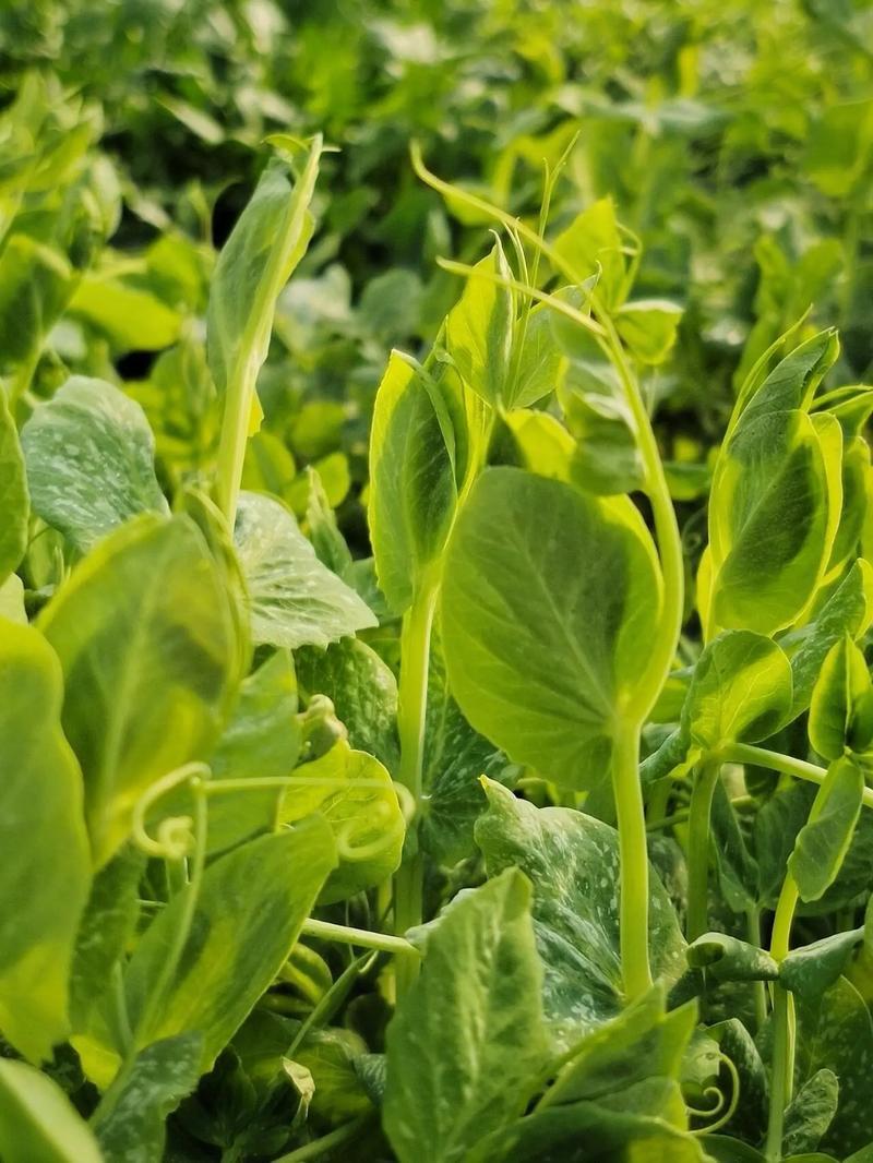 四季芽苗菜种子无须豆尖1号豌豆种子吃苗柔嫩清香豌豆尖种子