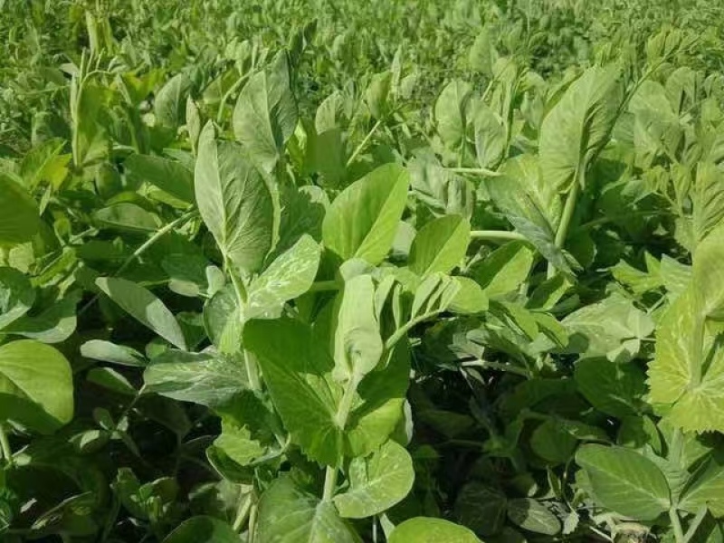 四季芽苗菜种子无须豆尖1号豌豆种子吃苗柔嫩清香豌豆尖种子