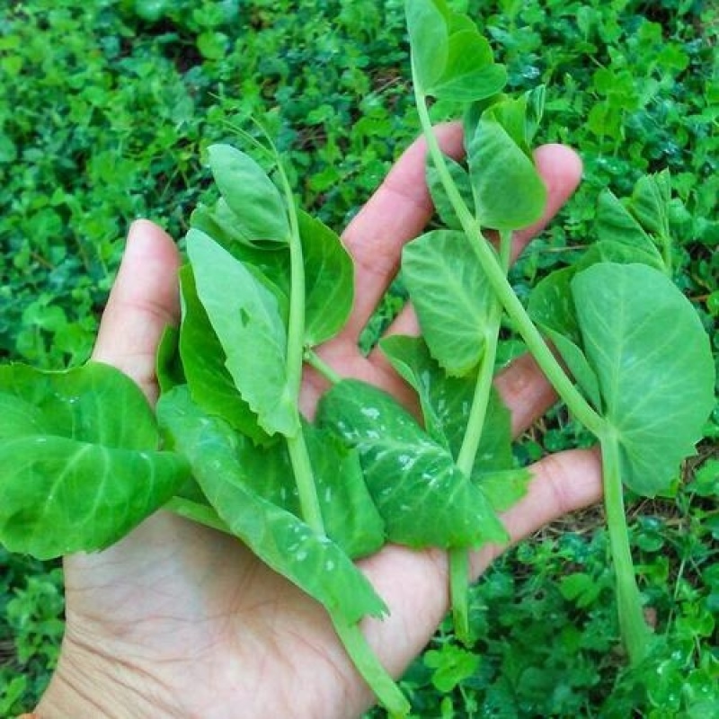 四季芽苗菜种子无须豆尖1号豌豆种子吃苗柔嫩清香豌豆尖种子