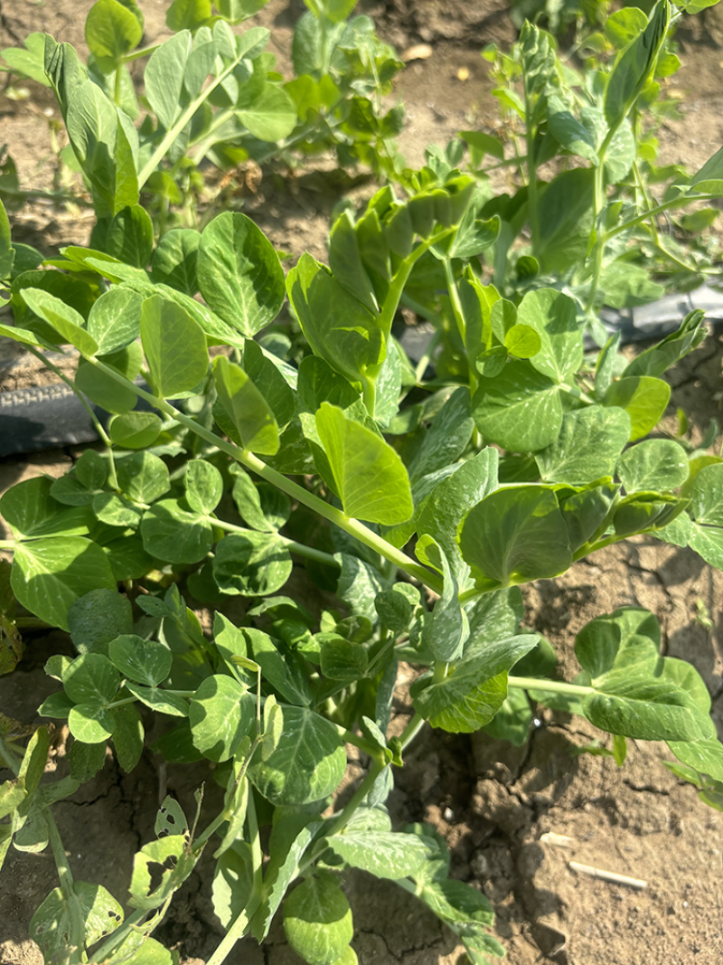 四季芽苗菜种子无须豆尖1号豌豆种子吃苗柔嫩清香豌豆尖种子