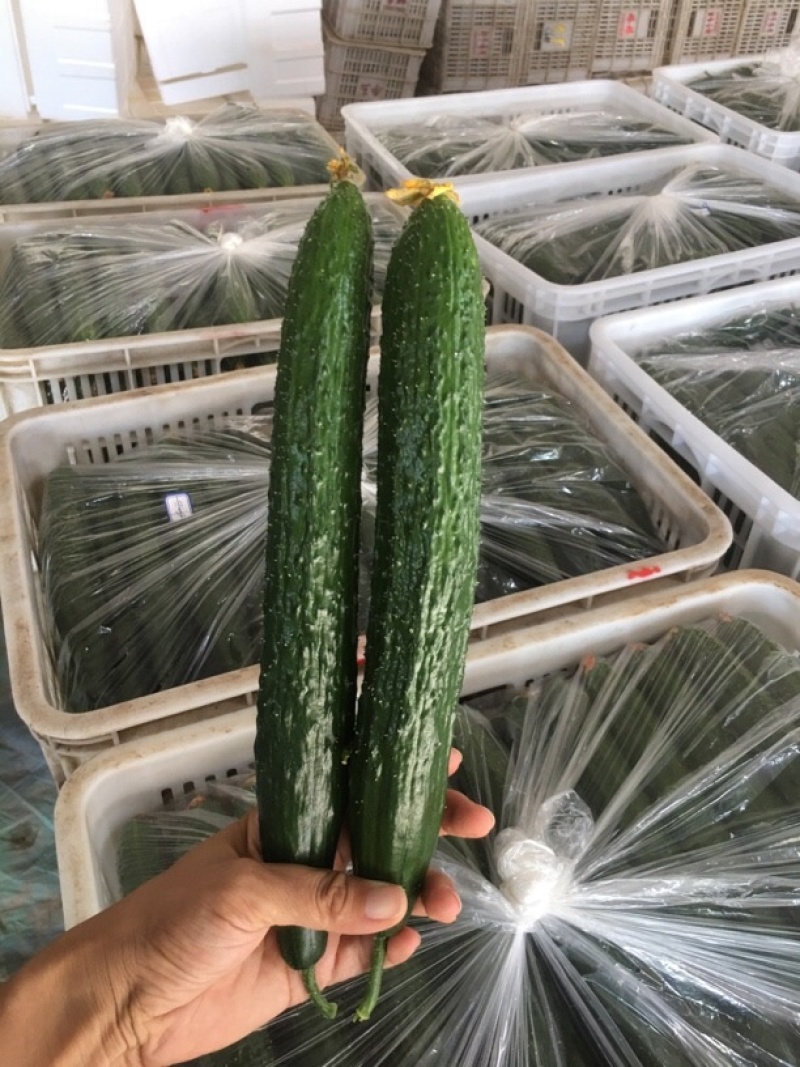 山东莘县产地直发短把密刺黄瓜货量充足可视频看货