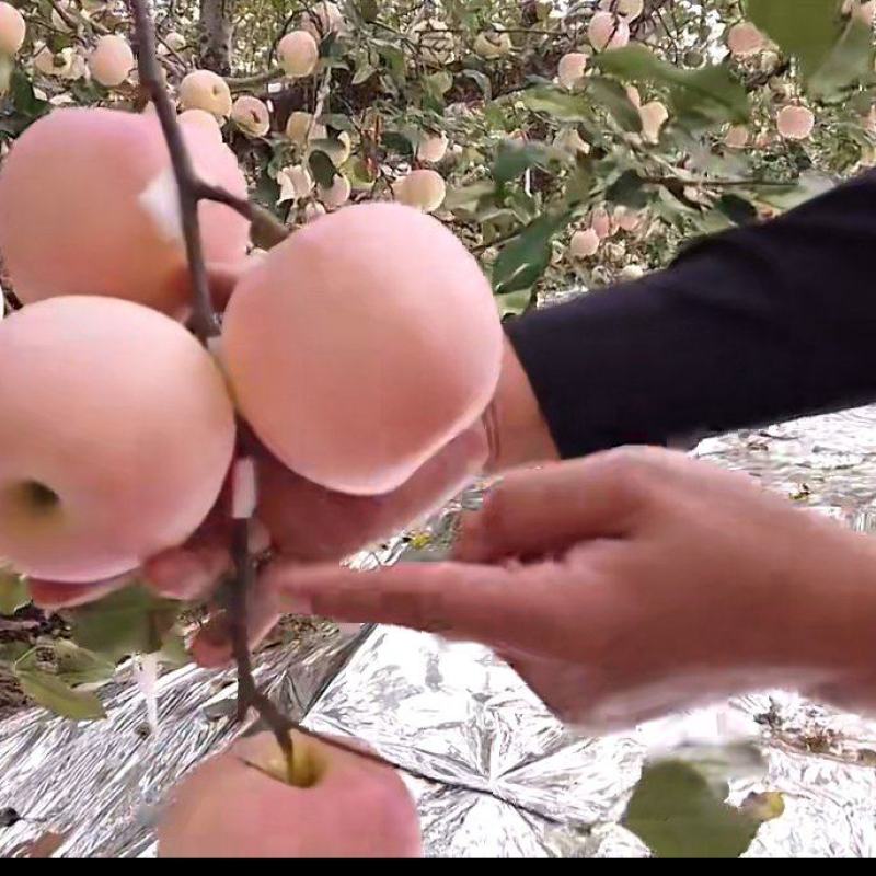 红富士苹果，青红不讲需要的请与我在一亩田联系