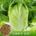 秋福黄心白菜种子黄芯秋播大白菜种籽冬储白菜耐寒秋冬季蔬菜