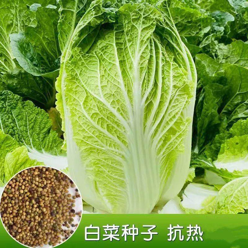 秋福黄心白菜种子黄芯秋播大白菜种籽冬储白菜耐寒秋冬季蔬菜