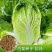 秋福黄心白菜种子黄芯秋播大白菜种籽冬储白菜耐寒秋冬季蔬菜