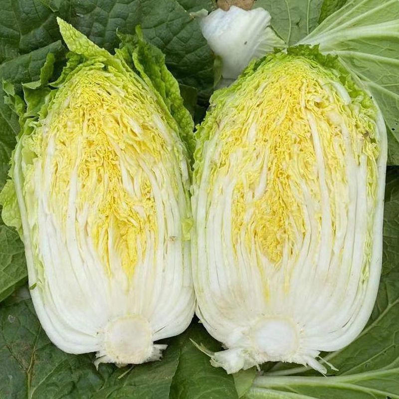 秋福黄心白菜种子黄芯秋播大白菜种籽冬储白菜耐寒秋冬季蔬菜