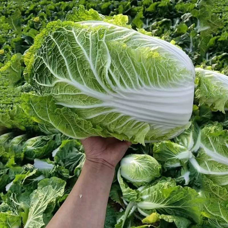 海鼎cr65抗根肿病大白菜种子山东早熟65天春秋黄心白菜