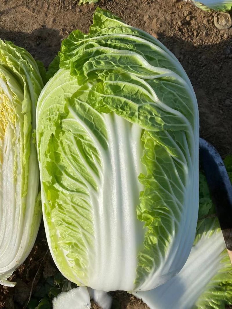 海鼎cr65抗根肿病大白菜种子山东早熟65天春秋黄心白菜