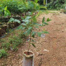 桉树苗