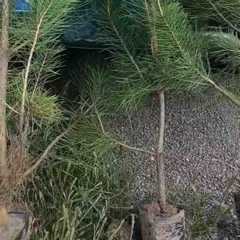 湿地松