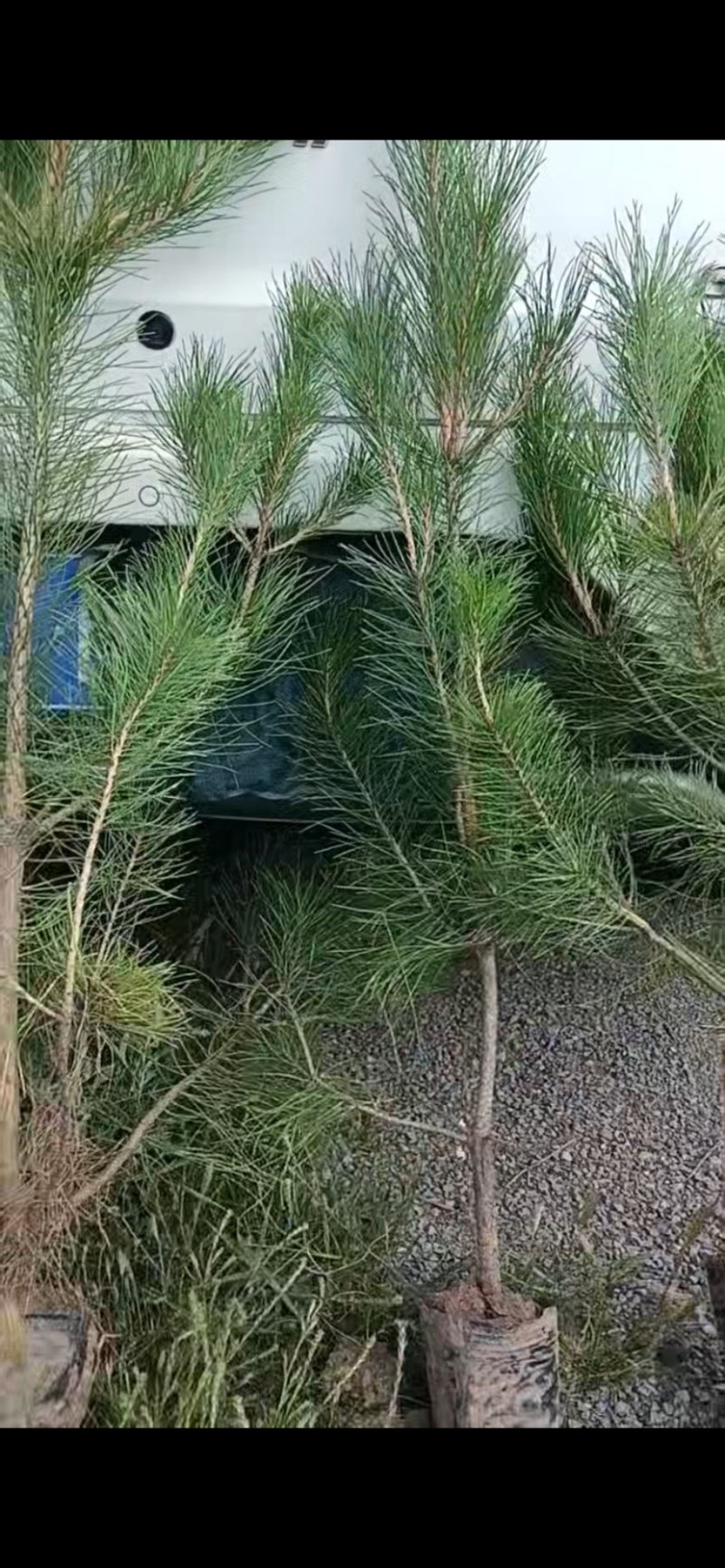 湿地松