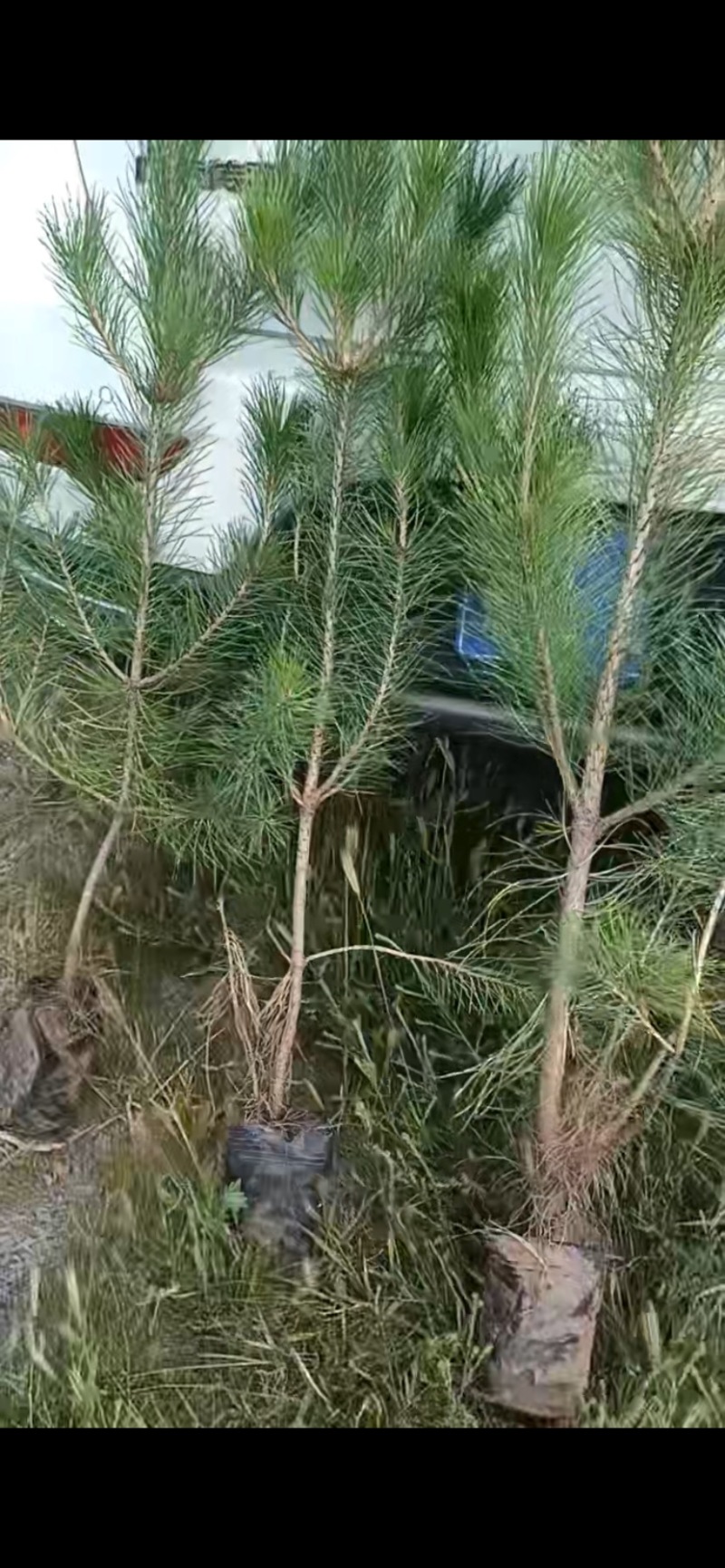 湿地松
