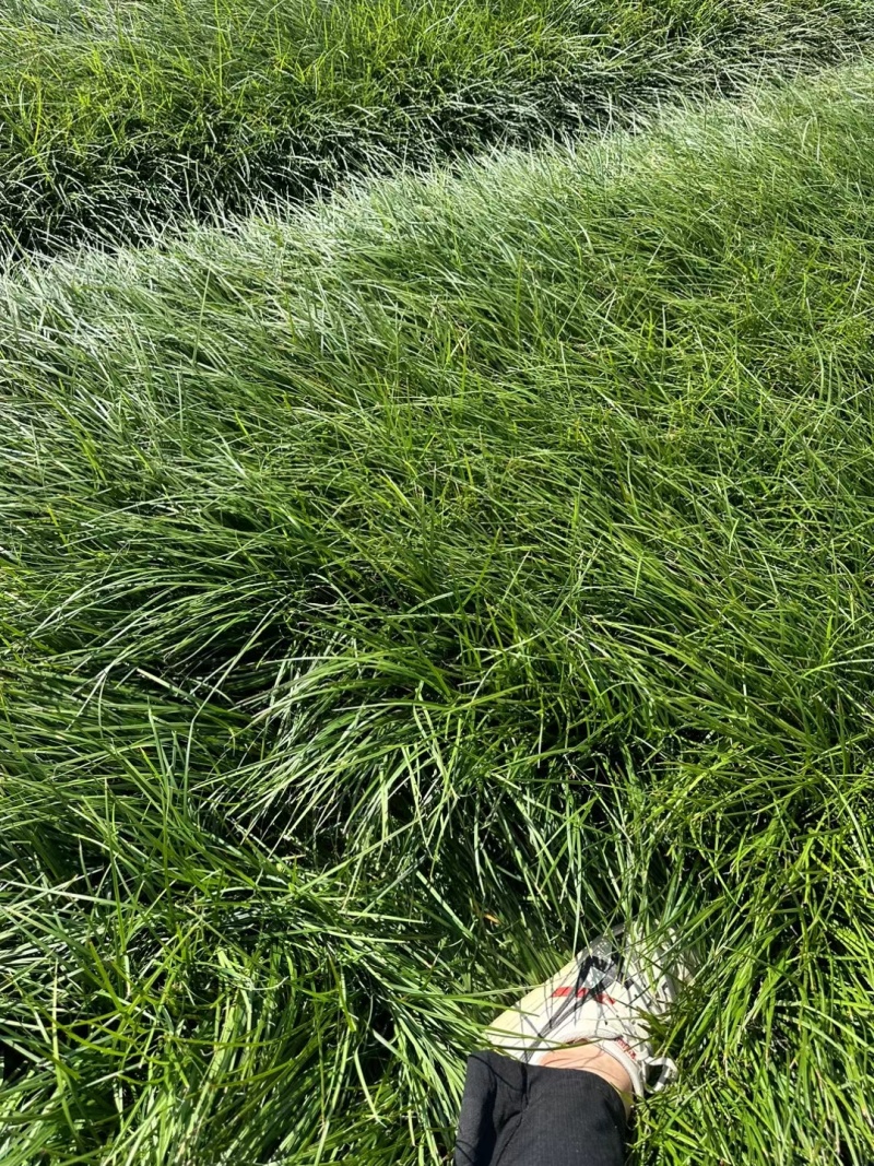 细叶麦冬草:碧绿密实，无病虫害，基地量大，价优，欢迎订购