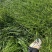 细叶麦冬草:碧绿密实，无病虫害，基地量大，价优，欢迎订购