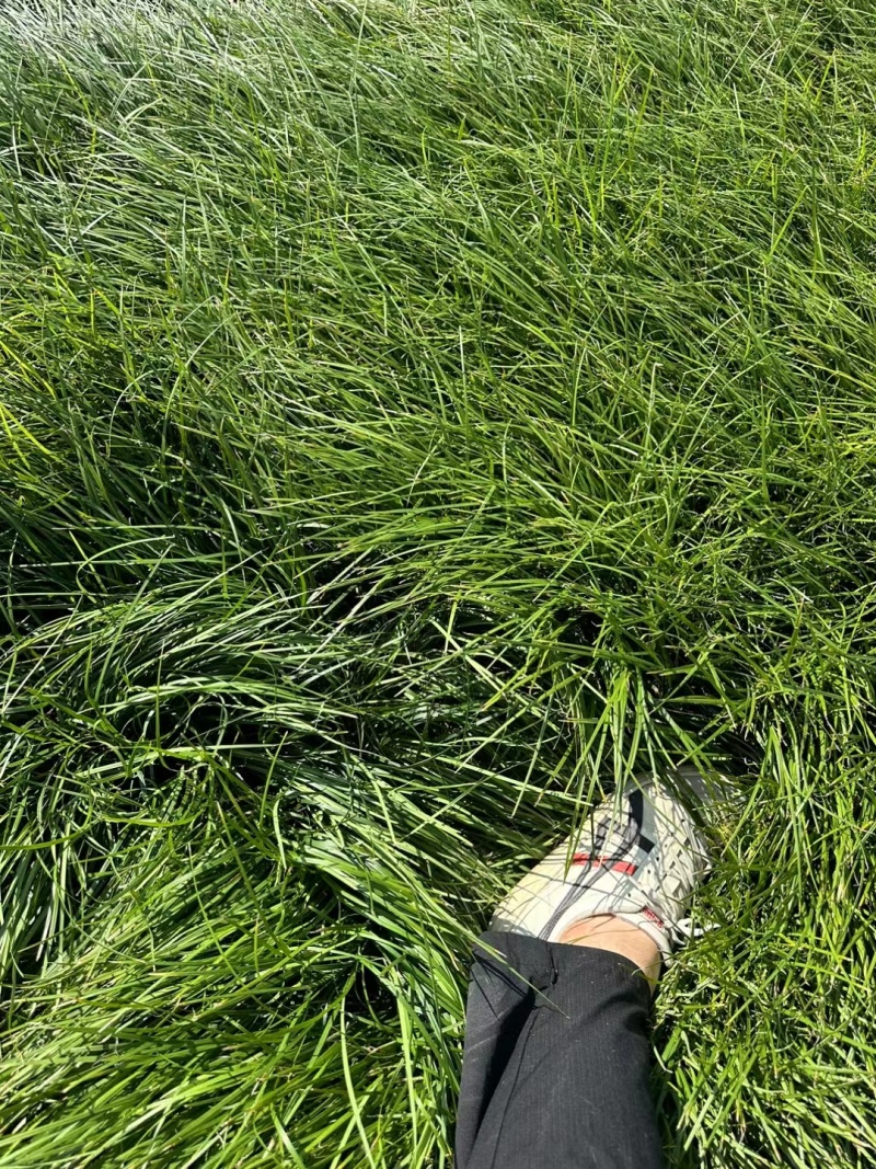 细叶麦冬草:碧绿密实，无病虫害，基地量大，价优，欢迎订购