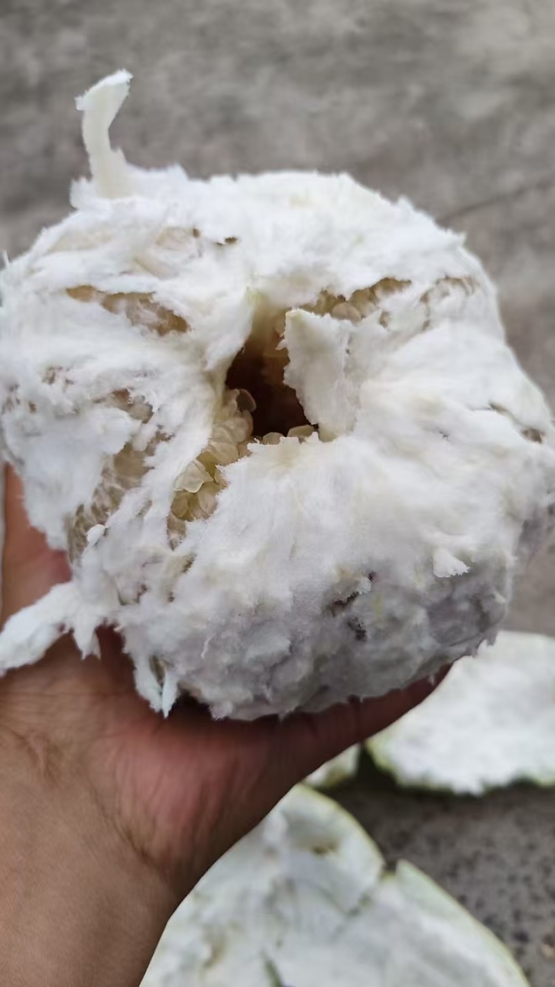 四川白心柚大量上市需要的联系啊货源充足，质量好