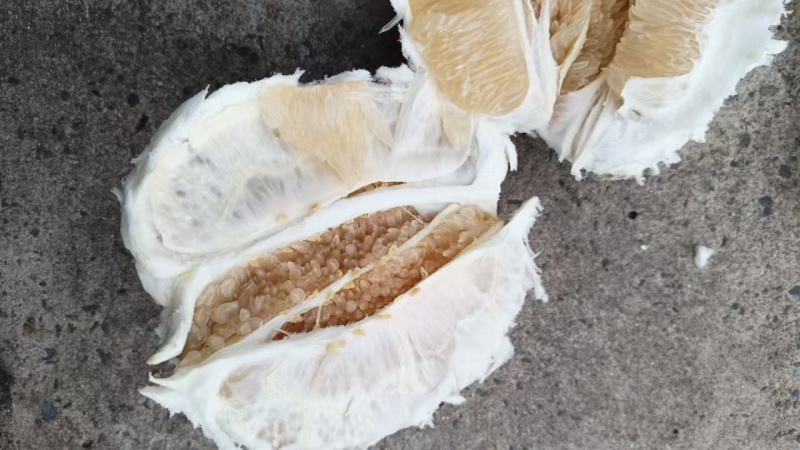 四川白心柚大量上市需要的联系啊货源充足，质量好