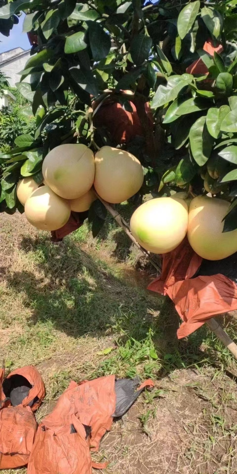 四川白心柚大量上市需要的联系啊货源充足，质量好