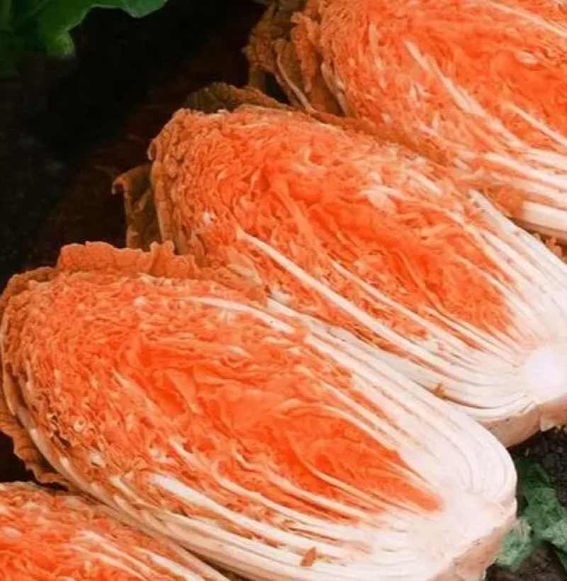 火凤凰大白菜种子抗病高产高钙橘红心农家大田易种植蔬菜种子