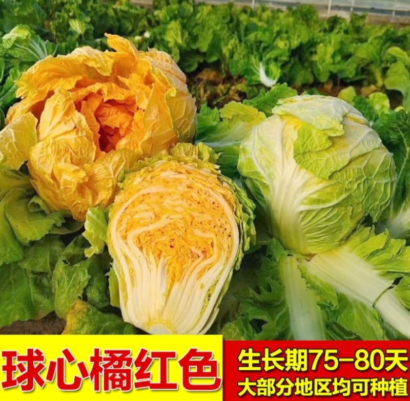 火凤凰大白菜种子抗病高产高钙橘红心农家大田易种植蔬菜种子