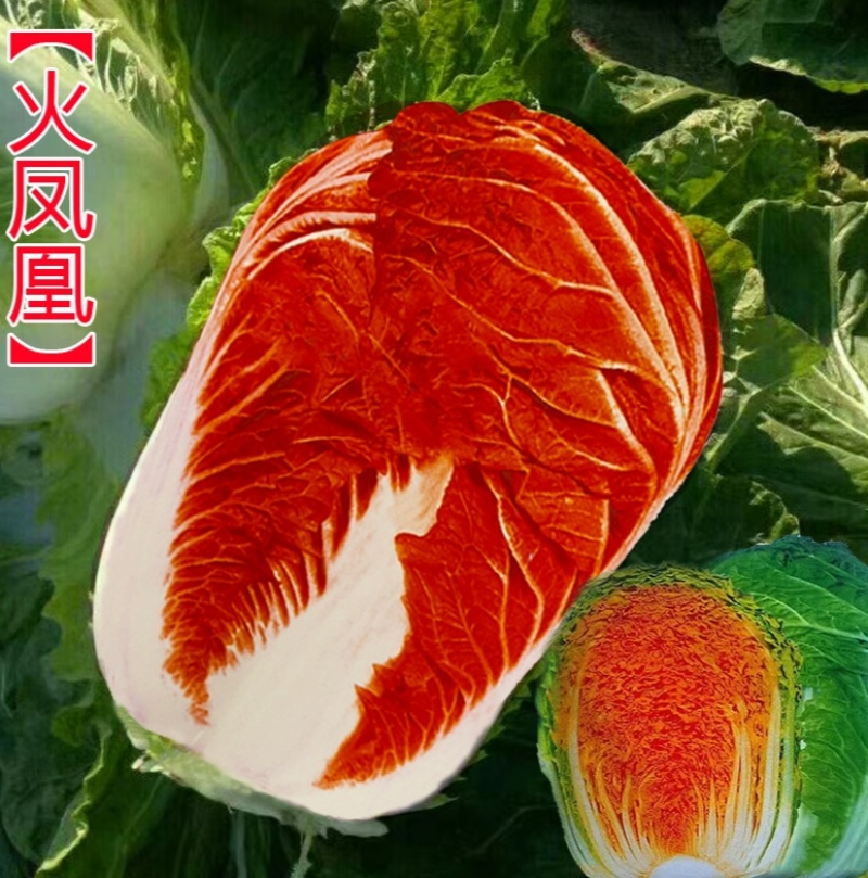火凤凰大白菜种子抗病高产高钙橘红心农家大田易种植蔬菜种子