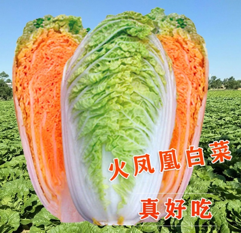 火凤凰大白菜种子抗病高产高钙橘红心农家大田易种植蔬菜种子