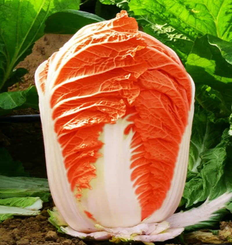 火凤凰大白菜种子抗病高产高钙橘红心农家大田易种植蔬菜种子