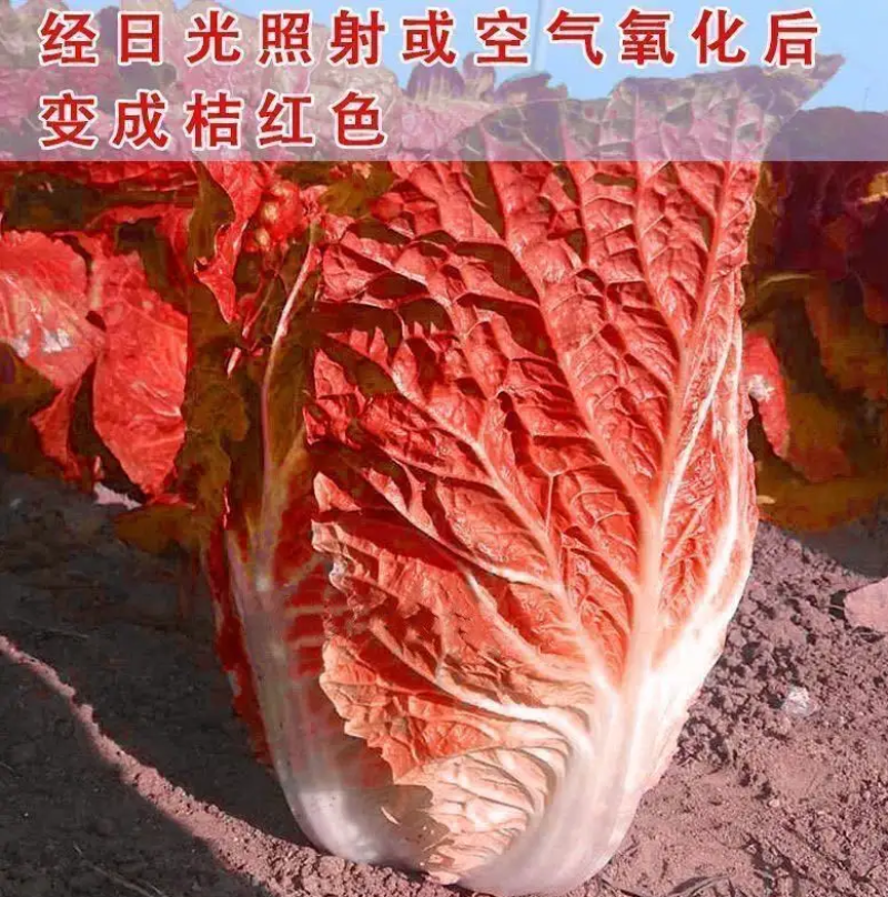 火凤凰大白菜种子抗病高产高钙橘红心农家大田易种植蔬菜种子